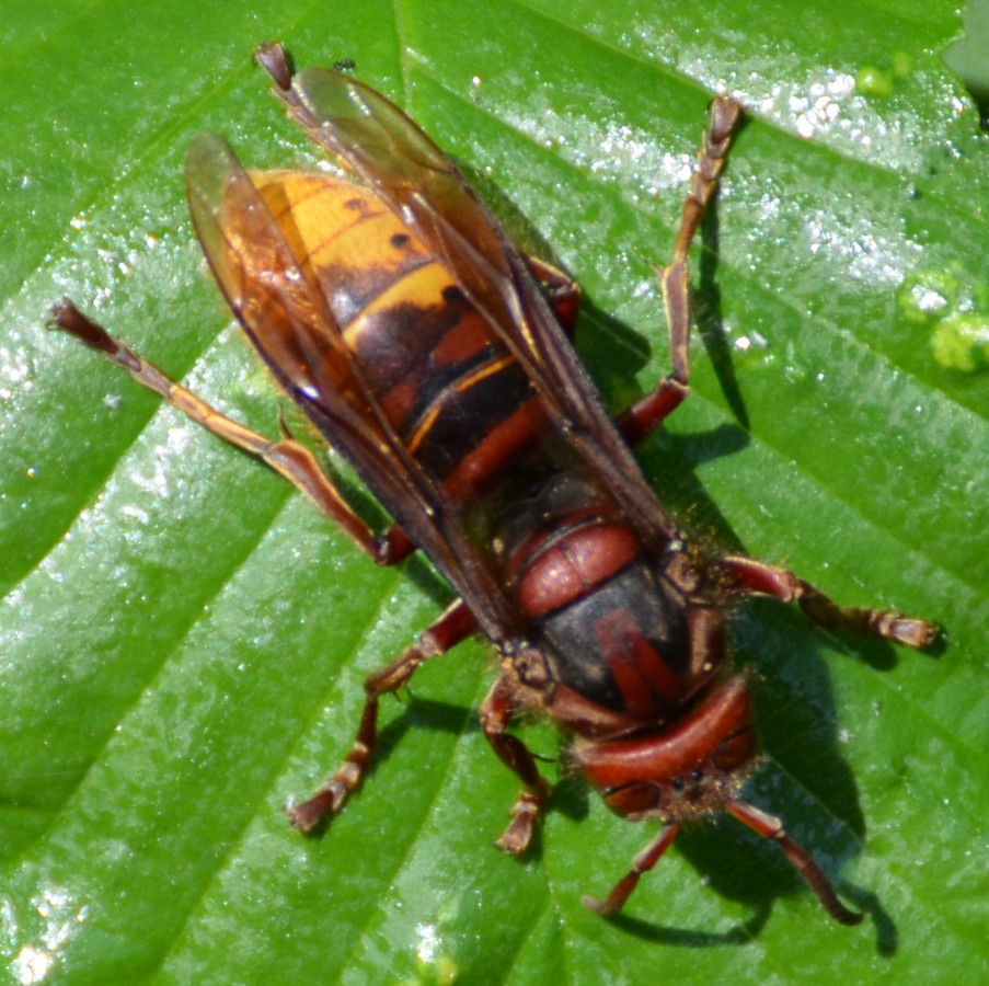 Calabrone?  S, regina di Vespa crabro